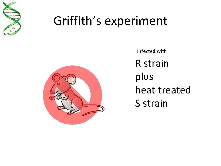 Griffith’s experiment Infected with R strain plus heat treated S strain 