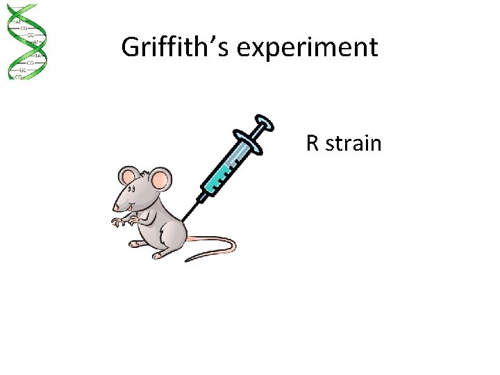 Griffith’s experiment R strain 