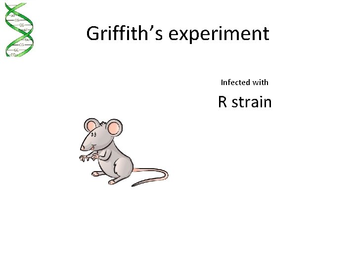 Griffith’s experiment Infected with R strain 