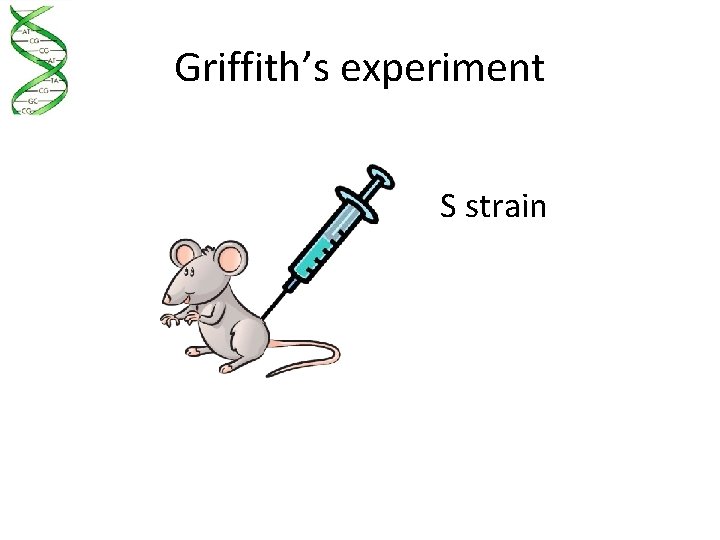Griffith’s experiment S strain 