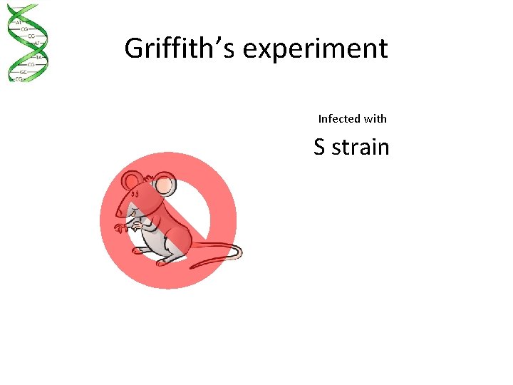 Griffith’s experiment Infected with S strain 