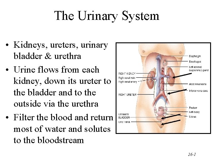 The Urinary System • Kidneys, ureters, urinary bladder & urethra • Urine flows from