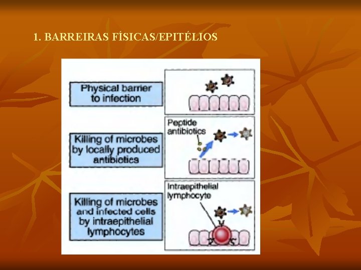 1. BARREIRAS FÍSICAS/EPITÉLIOS 