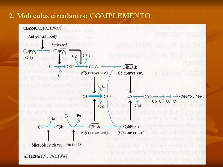 2. Moléculas circulantes: COMPLEMENTO 