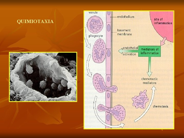 QUIMIOTAXIA 