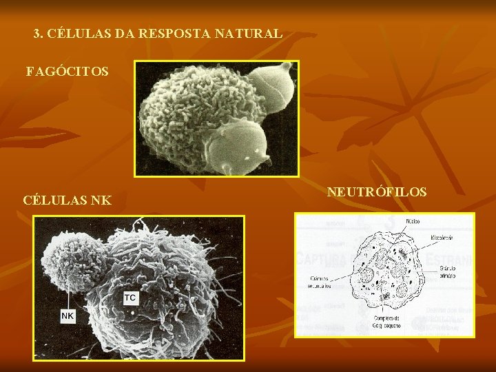 3. CÉLULAS DA RESPOSTA NATURAL FAGÓCITOS CÉLULAS NK NEUTRÓFILOS 