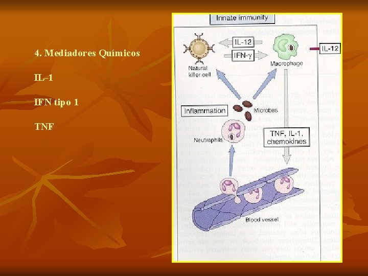 VACINAS 4. Mediadores Químicos IL-1 IFN tipo 1 TNF 