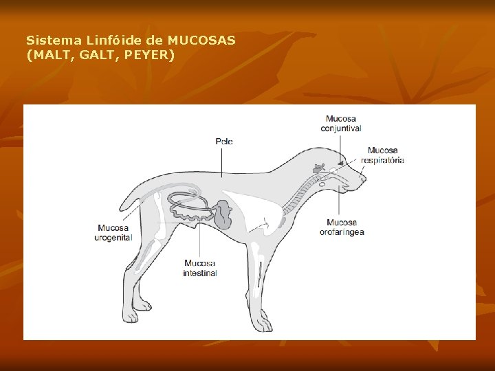 Sistema Linfóide de MUCOSAS (MALT, GALT, PEYER) 