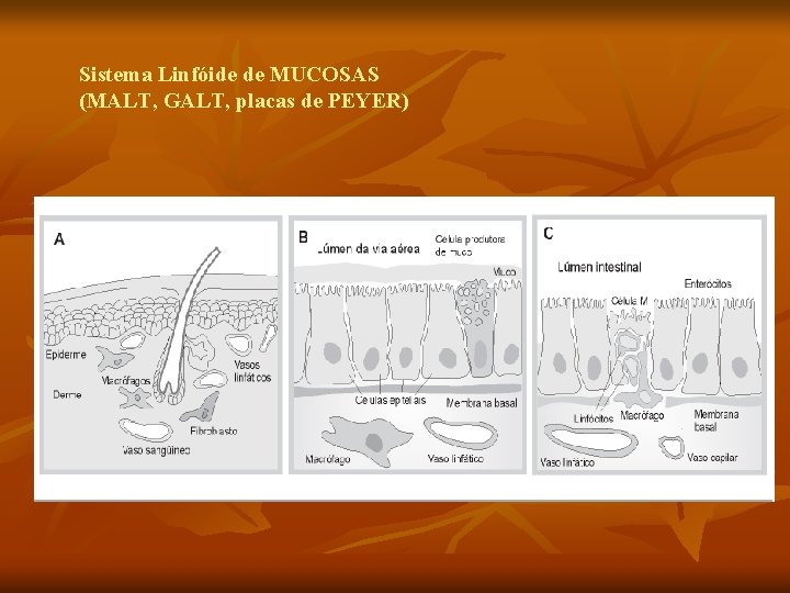 Sistema Linfóide de MUCOSAS (MALT, GALT, placas de PEYER) 