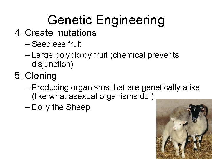 Genetic Engineering 4. Create mutations – Seedless fruit – Large polyploidy fruit (chemical prevents