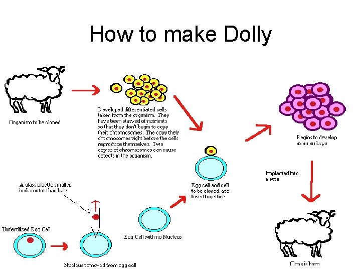 How to make Dolly 