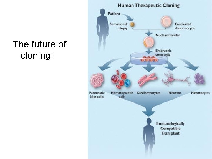 The future of cloning: 