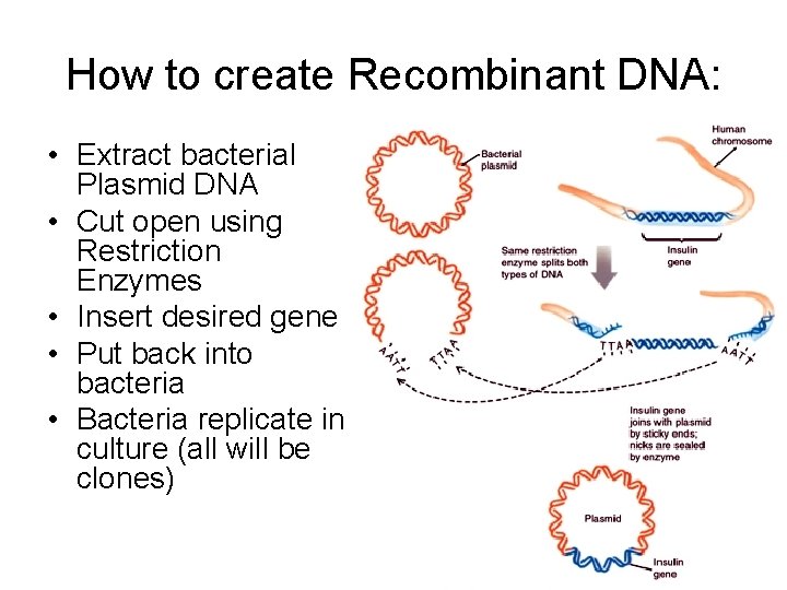 How to create Recombinant DNA: • Extract bacterial Plasmid DNA • Cut open using