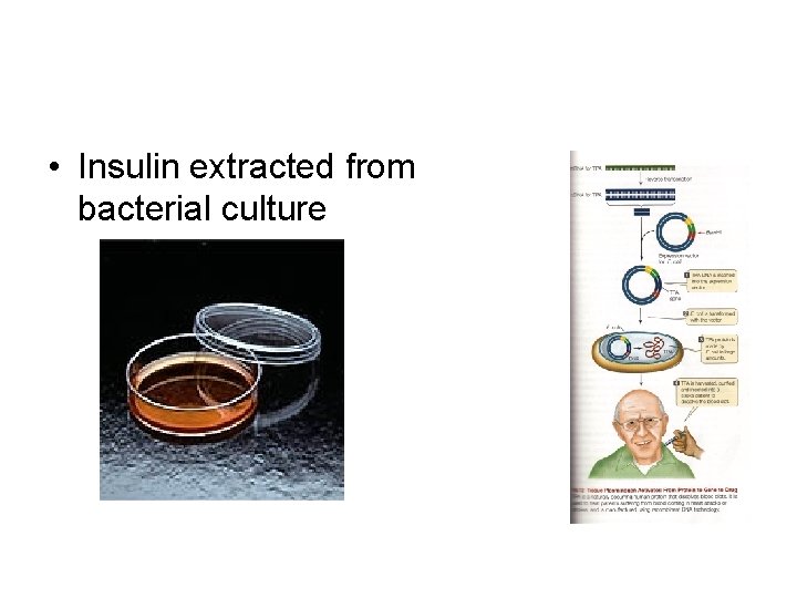  • Insulin extracted from bacterial culture 