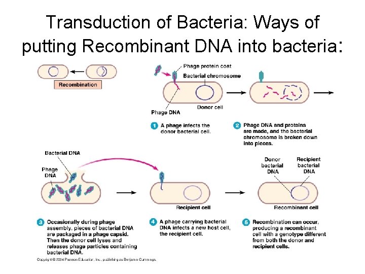 Transduction of Bacteria: Ways of putting Recombinant DNA into bacteria: 