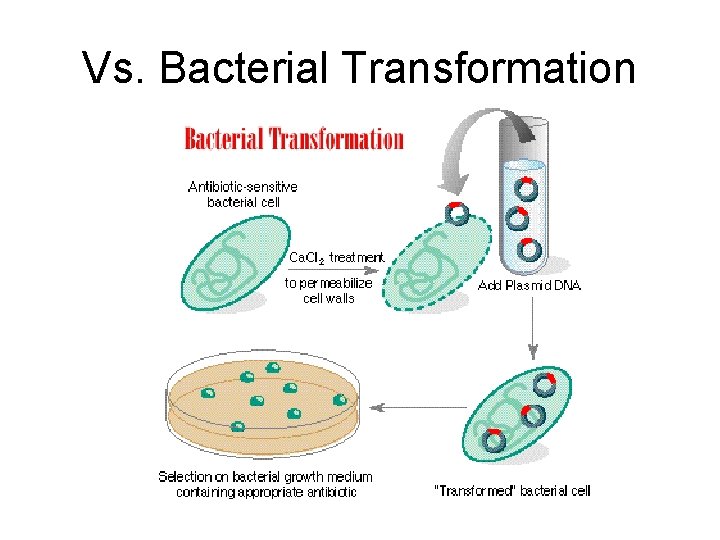 Vs. Bacterial Transformation 