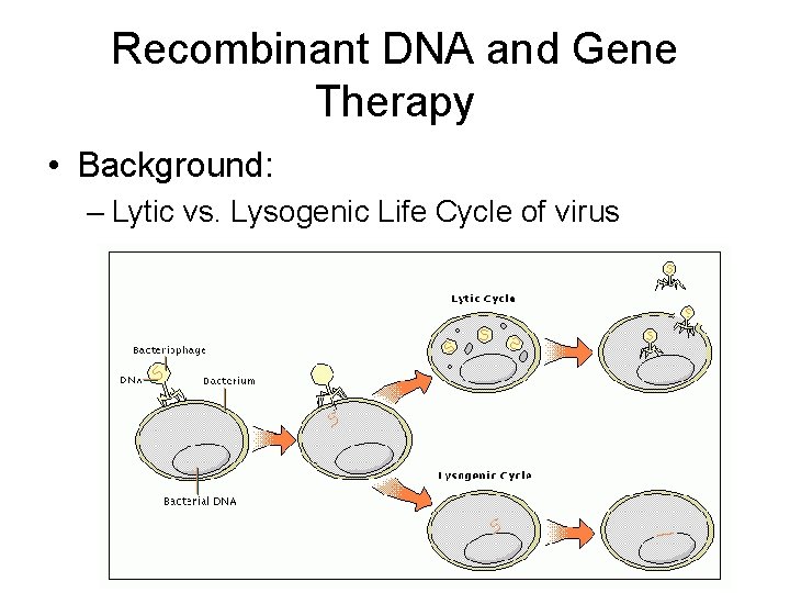 Recombinant DNA and Gene Therapy • Background: – Lytic vs. Lysogenic Life Cycle of