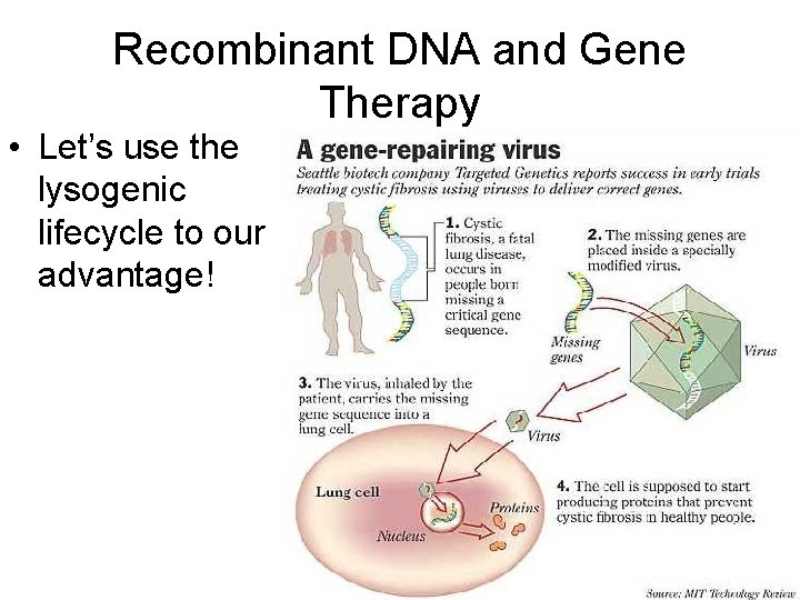 Recombinant DNA and Gene Therapy • Let’s use the lysogenic lifecycle to our advantage!