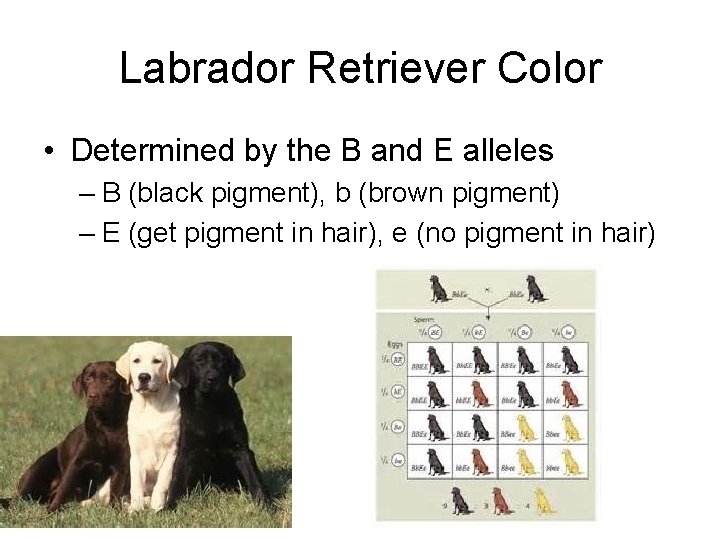 Labrador Retriever Color • Determined by the B and E alleles – B (black