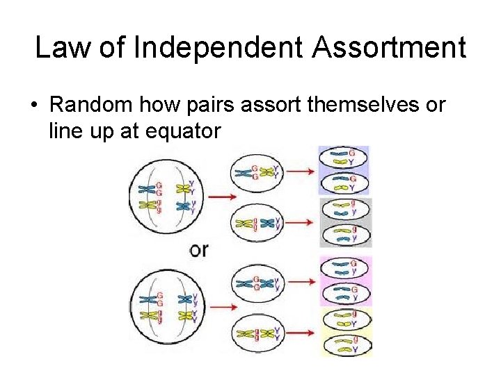 Law of Independent Assortment • Random how pairs assort themselves or line up at