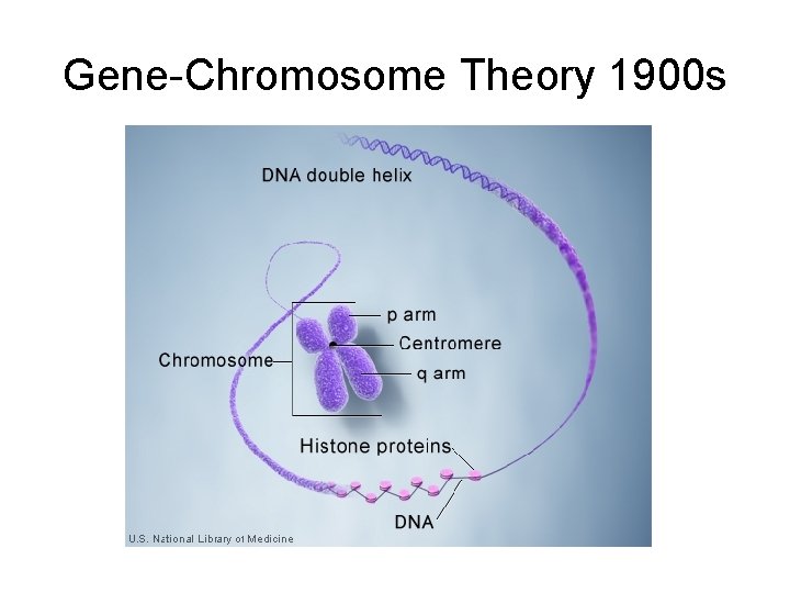 Gene-Chromosome Theory 1900 s 