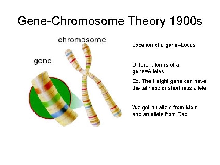 Gene-Chromosome Theory 1900 s Location of a gene=Locus Different forms of a gene=Alleles Ex.