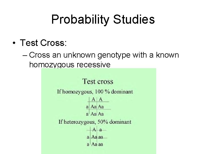 Probability Studies • Test Cross: – Cross an unknown genotype with a known homozygous