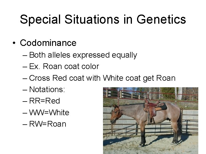 Special Situations in Genetics • Codominance – Both alleles expressed equally – Ex. Roan