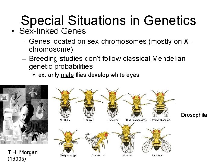 Special Situations in Genetics • Sex-linked Genes – Genes located on sex-chromosomes (mostly on