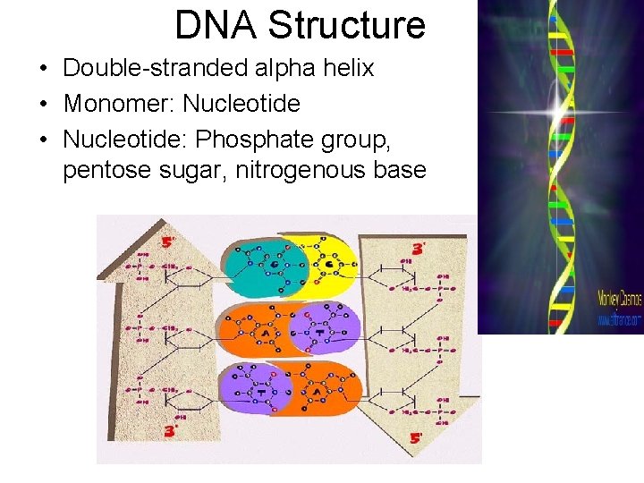 DNA Structure • Double-stranded alpha helix • Monomer: Nucleotide • Nucleotide: Phosphate group, pentose