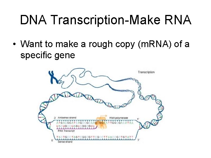 DNA Transcription-Make RNA • Want to make a rough copy (m. RNA) of a