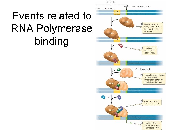 Events related to RNA Polymerase binding 