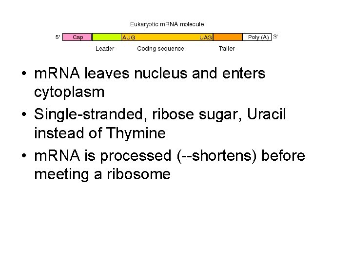  • m. RNA leaves nucleus and enters cytoplasm • Single-stranded, ribose sugar, Uracil