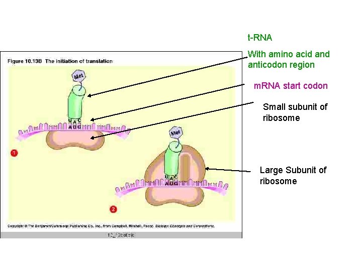 t-RNA With amino acid anticodon region m. RNA start codon Small subunit of ribosome