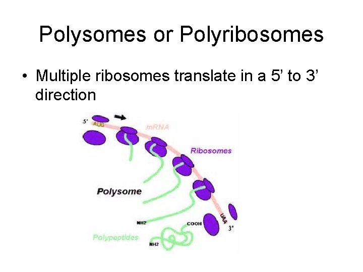 Polysomes or Polyribosomes • Multiple ribosomes translate in a 5’ to 3’ direction 