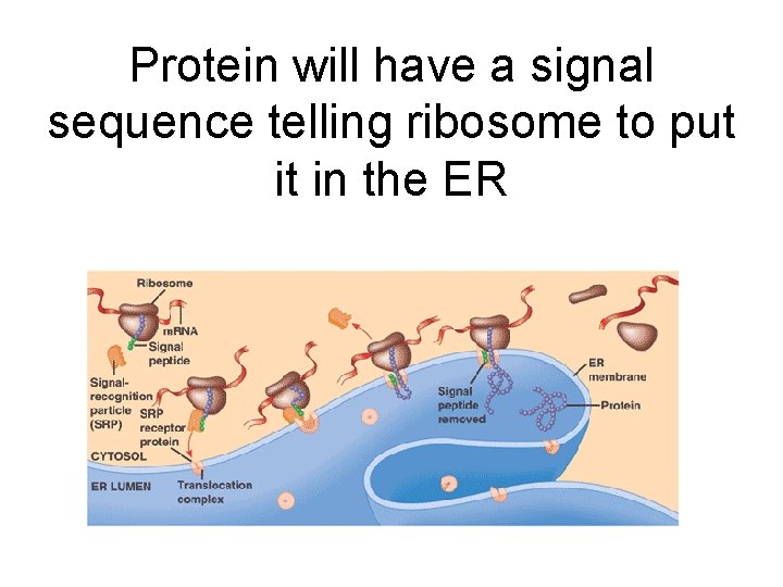 Protein will have a signal sequence telling ribosome to put it in the ER