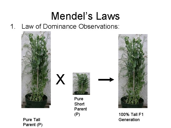 Mendel’s Laws 1. Law of Dominance Observations: X Pure Short Parent (P) Pure Tall