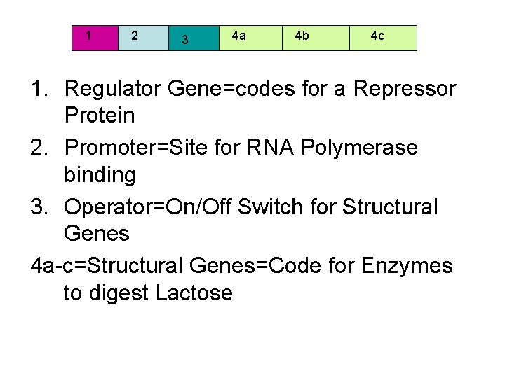 1 2 3 4 a 4 b 4 c 1. Regulator Gene=codes for a