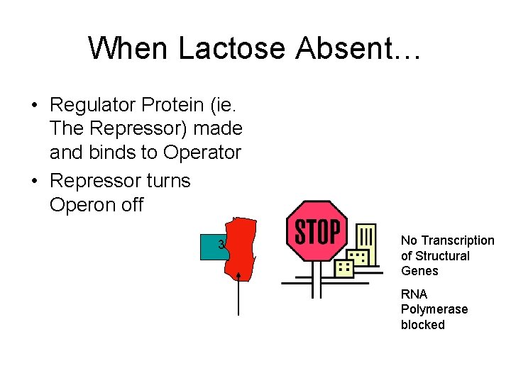 When Lactose Absent… • Regulator Protein (ie. The Repressor) made and binds to Operator