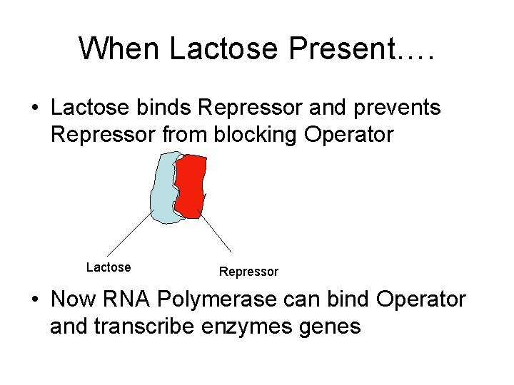 When Lactose Present…. • Lactose binds Repressor and prevents Repressor from blocking Operator Lactose