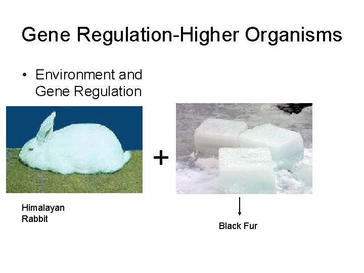 Gene Regulation-Higher Organisms • Environment and Gene Regulation + Himalayan Rabbit Black Fur 