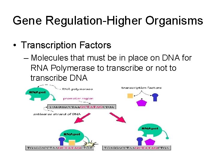 Gene Regulation-Higher Organisms • Transcription Factors – Molecules that must be in place on