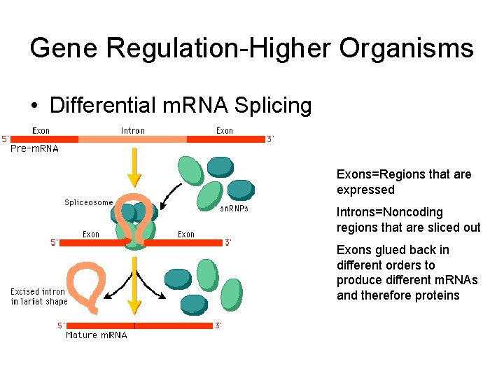 Gene Regulation-Higher Organisms • Differential m. RNA Splicing Exons=Regions that are expressed Introns=Noncoding regions