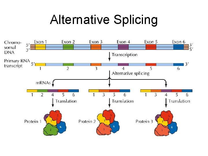 Alternative Splicing 