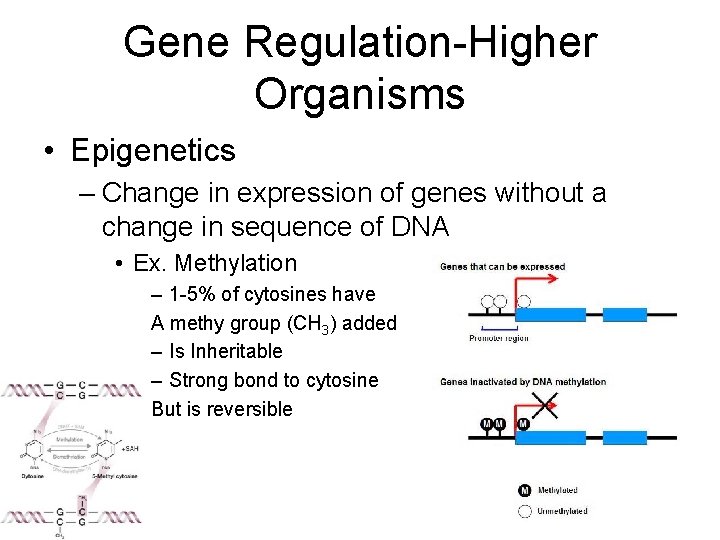 Gene Regulation-Higher Organisms • Epigenetics – Change in expression of genes without a change