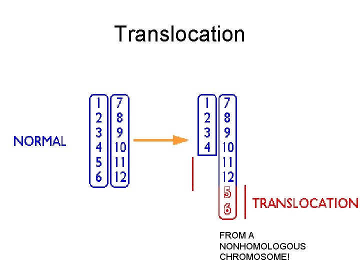 Translocation FROM A NONHOMOLOGOUS CHROMOSOME! 