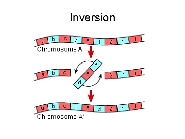 Inversion 