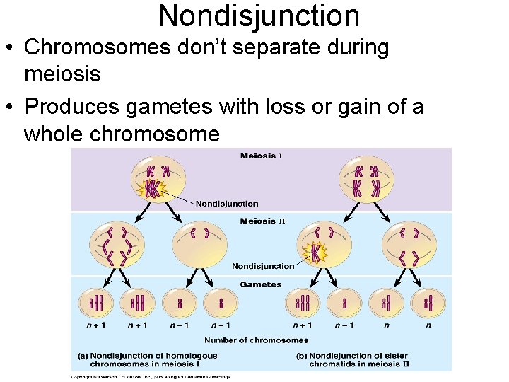 Nondisjunction • Chromosomes don’t separate during meiosis • Produces gametes with loss or gain