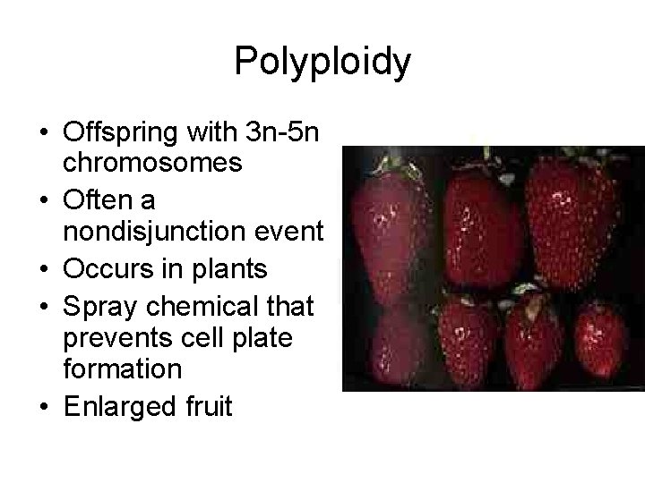Polyploidy • Offspring with 3 n-5 n chromosomes • Often a nondisjunction event •