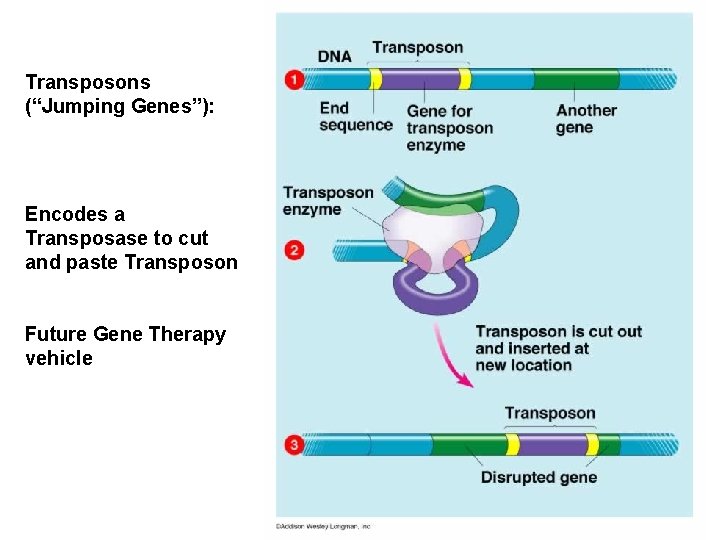 Transposons (“Jumping Genes”): Encodes a Transposase to cut and paste Transposon Future Gene Therapy